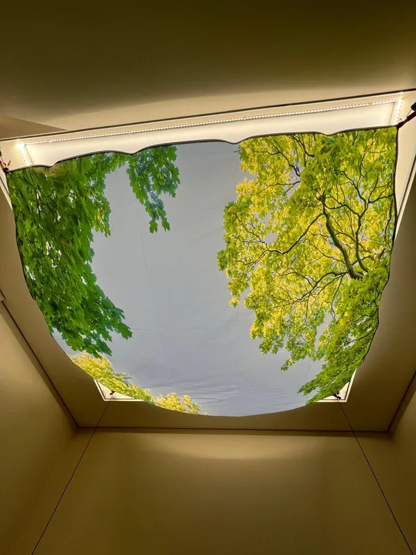 Fotoprintagem floresta verde — instalado