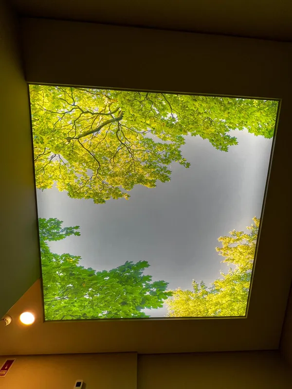 Fotoprintagem floresta verde — sala