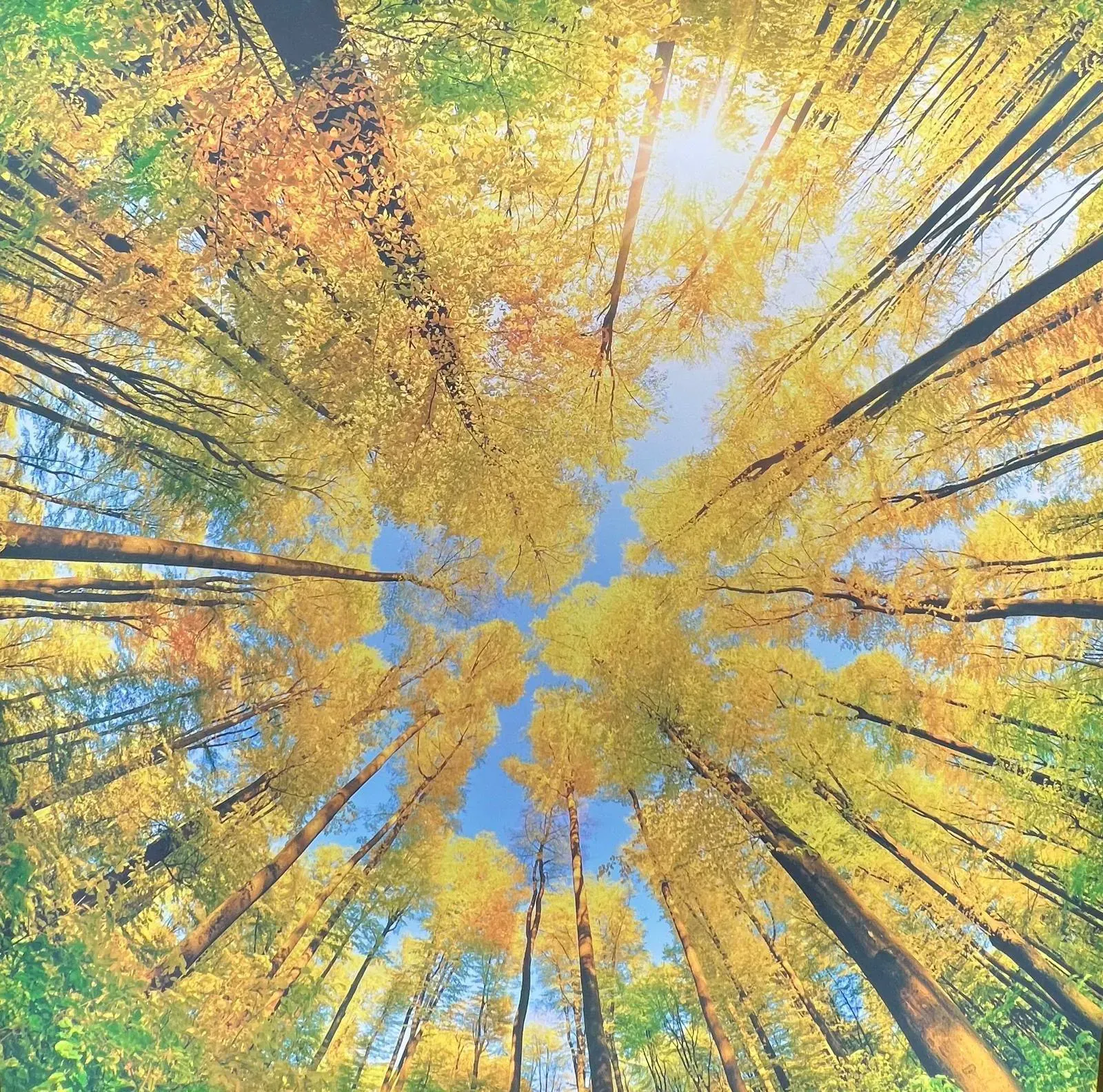 Tecto tenso com fotoprint — 13